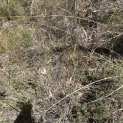 Olearia tenuifolia at Aranda, ACT - 17 Dec 2022