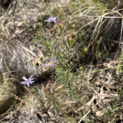 Olearia tenuifolia at Aranda, ACT - 17 Dec 2022