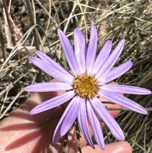 Olearia tenuifolia at Aranda, ACT - 17 Dec 2022