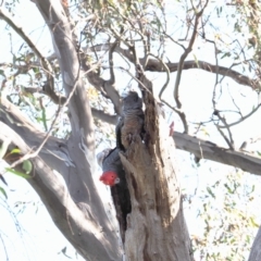 Callocephalon fimbriatum (Gang-gang Cockatoo) at Mount Mugga Mugga - 15 Dec 2022 by RAllen