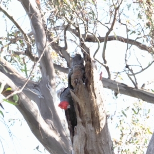 Callocephalon fimbriatum at Symonston, ACT - suppressed