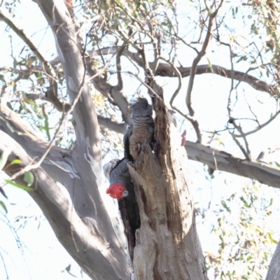 Callocephalon fimbriatum (Gang-gang Cockatoo) at Symonston, ACT - 15 Dec 2022 by RAllen