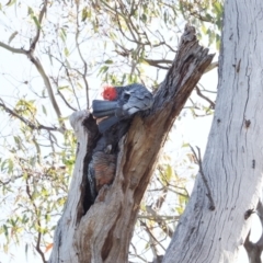 Callocephalon fimbriatum at Symonston, ACT - suppressed