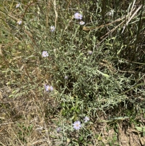 Vittadinia gracilis at Aranda, ACT - 17 Dec 2022