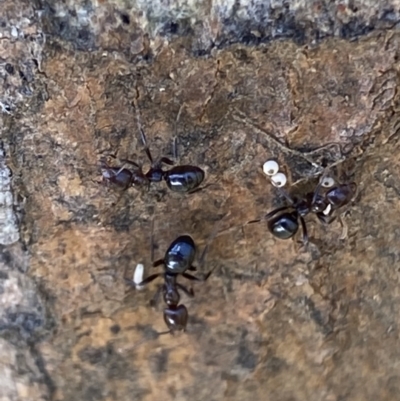 Acrodipsas myrmecophila (Small Ant-blue Butterfly) at Symonston, ACT by RAllen