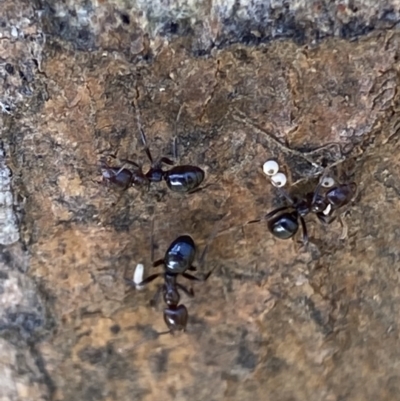 Acrodipsas myrmecophila (Small Ant-blue Butterfly) at Mount Mugga Mugga - 15 Dec 2022 by RAllen