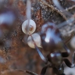 Acrodipsas myrmecophila at suppressed - 15 Dec 2022