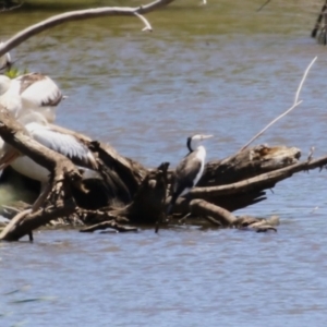 Phalacrocorax varius at Fyshwick, ACT - 16 Dec 2022 12:26 PM