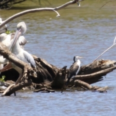 Phalacrocorax varius at Fyshwick, ACT - 16 Dec 2022