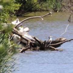 Phalacrocorax varius at Fyshwick, ACT - 16 Dec 2022 12:26 PM