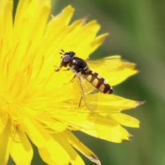 Melangyna viridiceps (Hover fly) at Jerrabomberra Wetlands - 16 Dec 2022 by RodDeb