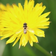 Melangyna viridiceps at Fyshwick, ACT - 16 Dec 2022