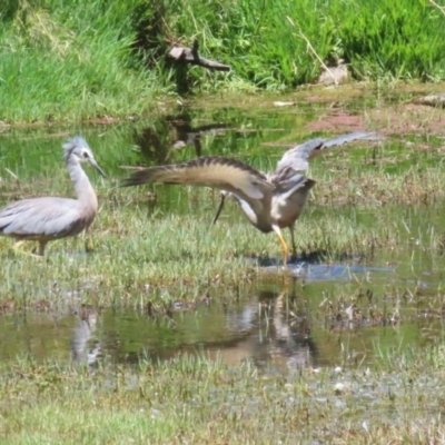 Egretta novaehollandiae (White-faced Heron) at Fyshwick, ACT - 16 Dec 2022 by RodDeb