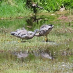 Egretta novaehollandiae at Fyshwick, ACT - 16 Dec 2022 12:09 PM