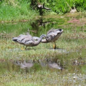 Egretta novaehollandiae at Fyshwick, ACT - 16 Dec 2022