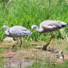 Egretta novaehollandiae at Fyshwick, ACT - 16 Dec 2022