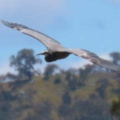 Egretta novaehollandiae at Fyshwick, ACT - 16 Dec 2022 12:09 PM