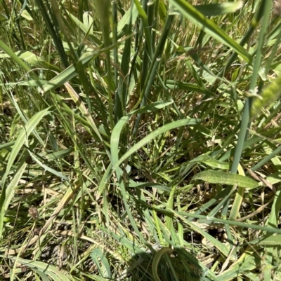 Polypogon monspeliensis (Annual Beard Grass) at Aranda Bushland - 17 Dec 2022 by lbradley