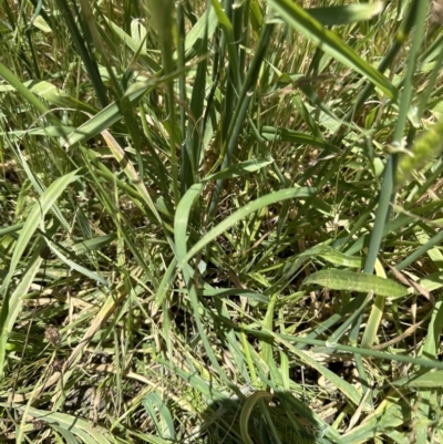 Polypogon monspeliensis (Annual Beard Grass) at Molonglo Valley, ACT - 17 Dec 2022 by lbradley