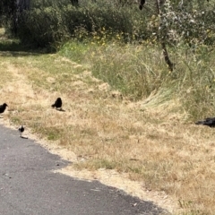 Corcorax melanorhamphos (White-winged Chough) at Belconnen, ACT - 8 Dec 2022 by jgiacon