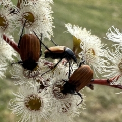 Phyllotocus rufipennis (Nectar scarab) at Dickson Wetland - 15 Dec 2022 by Pirom