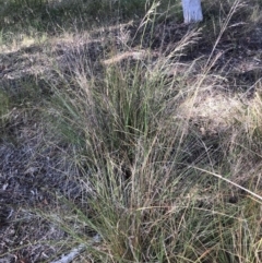 Eragrostis curvula at Belconnen, ACT - 17 Dec 2022 by JohnGiacon