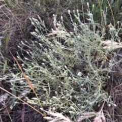 Vittadinia gracilis (New Holland Daisy) at Belconnen, ACT - 17 Dec 2022 by JohnGiacon