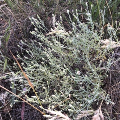 Vittadinia gracilis (New Holland Daisy) at Belconnen, ACT - 16 Dec 2022 by jgiacon