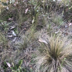 Nassella trichotoma (Serrated Tussock) at Flea Bog Flat to Emu Creek Corridor - 16 Dec 2022 by JohnGiacon