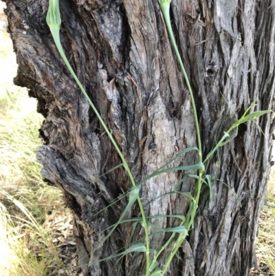 Tragopogon sp. (A Goatsbeard) at Flea Bog Flat to Emu Creek Corridor - 16 Dec 2022 by JohnGiacon