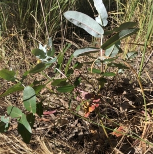 Eucalyptus globulus subsp. bicostata at Belconnen, ACT - 17 Dec 2022