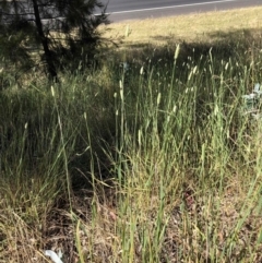 Phalaris aquatica (Phalaris, Australian Canary Grass) at Flea Bog Flat to Emu Creek Corridor - 16 Dec 2022 by JohnGiacon