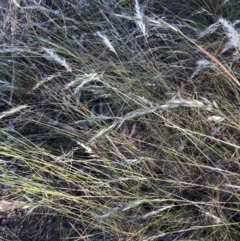 Rytidosperma sp. (Wallaby Grass) at Flea Bog Flat to Emu Creek Corridor - 16 Dec 2022 by JohnGiacon