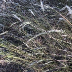 Rytidosperma (genus) (Wallaby Grass) at Belconnen, ACT - 17 Dec 2022 by JohnGiacon