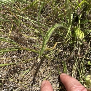 Tricoryne elatior at Yarralumla, ACT - 17 Dec 2022 02:06 PM