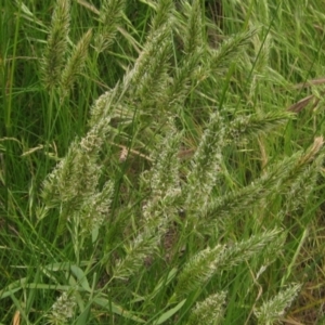 Anthoxanthum odoratum at Molonglo Valley, ACT - 1 Dec 2022