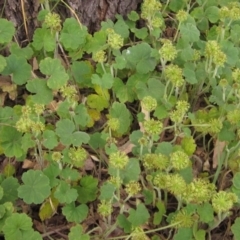 Hydrocotyle laxiflora (Stinking Pennywort) at Weetangera, ACT - 1 Dec 2022 by pinnaCLE