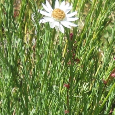 Rhodanthe anthemoides (Chamomile Sunray) at Molonglo Valley, ACT - 17 Dec 2022 by sangio7