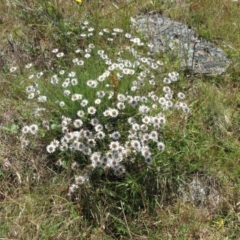 Rhodanthe anthemoides at Molonglo Valley, ACT - 17 Dec 2022