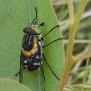 Scaptia (Scaptia) auriflua at Borough, NSW - suppressed