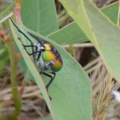 Scaptia (Scaptia) auriflua at Borough, NSW - suppressed