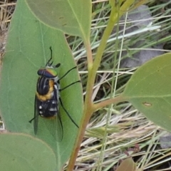 Scaptia (Scaptia) auriflua at Borough, NSW - suppressed