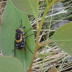 Scaptia (Scaptia) auriflua at Borough, NSW - suppressed