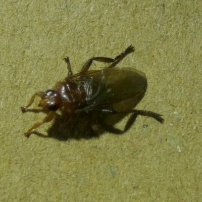 Hippoboscidae sp. (family) (Louse fly) at Borough, NSW - 15 Dec 2022 by Paul4K