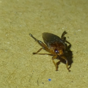 Hippoboscidae sp. (family) at Borough, NSW - suppressed