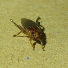 Hippoboscidae sp. (family) at Borough, NSW - 15 Dec 2022