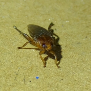 Hippoboscidae sp. (family) at Borough, NSW - 15 Dec 2022