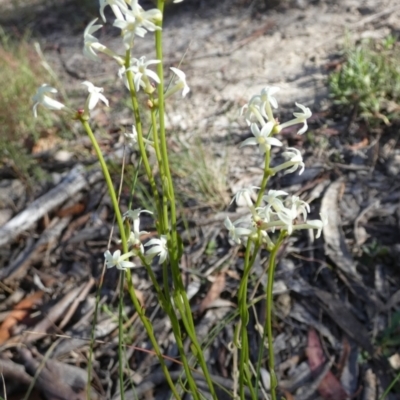 Stackhousia monogyna (Creamy Candles) at Borough, NSW - 15 Dec 2022 by Paul4K