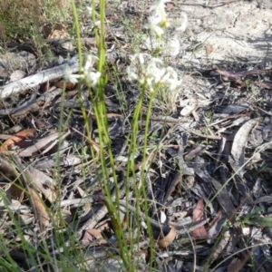 Stackhousia monogyna at Borough, NSW - 15 Dec 2022