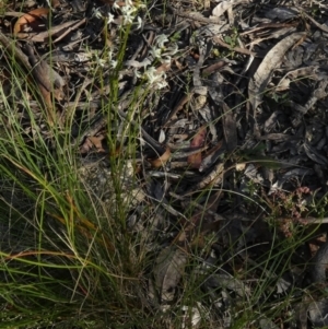 Stackhousia monogyna at Borough, NSW - 15 Dec 2022